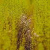 Organic Farming 2020