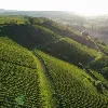 Agricultural Scaling 2028